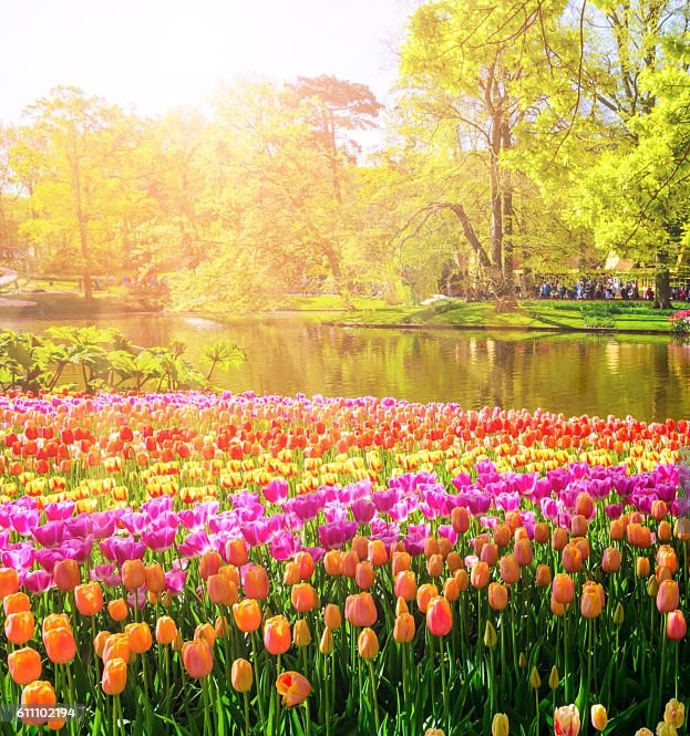 Keukenhof Tulpen