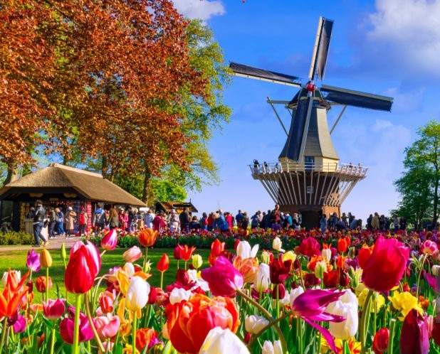 Keukenhof Tulpen