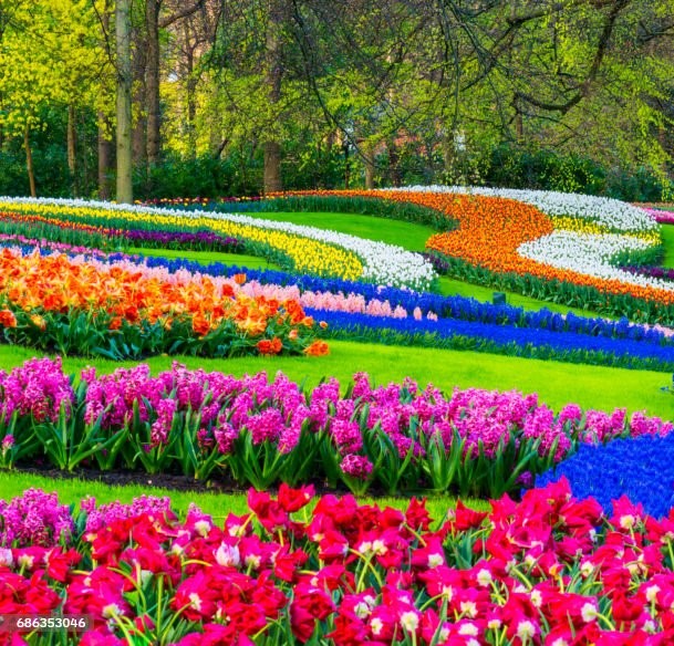 Keukenhof Blumen