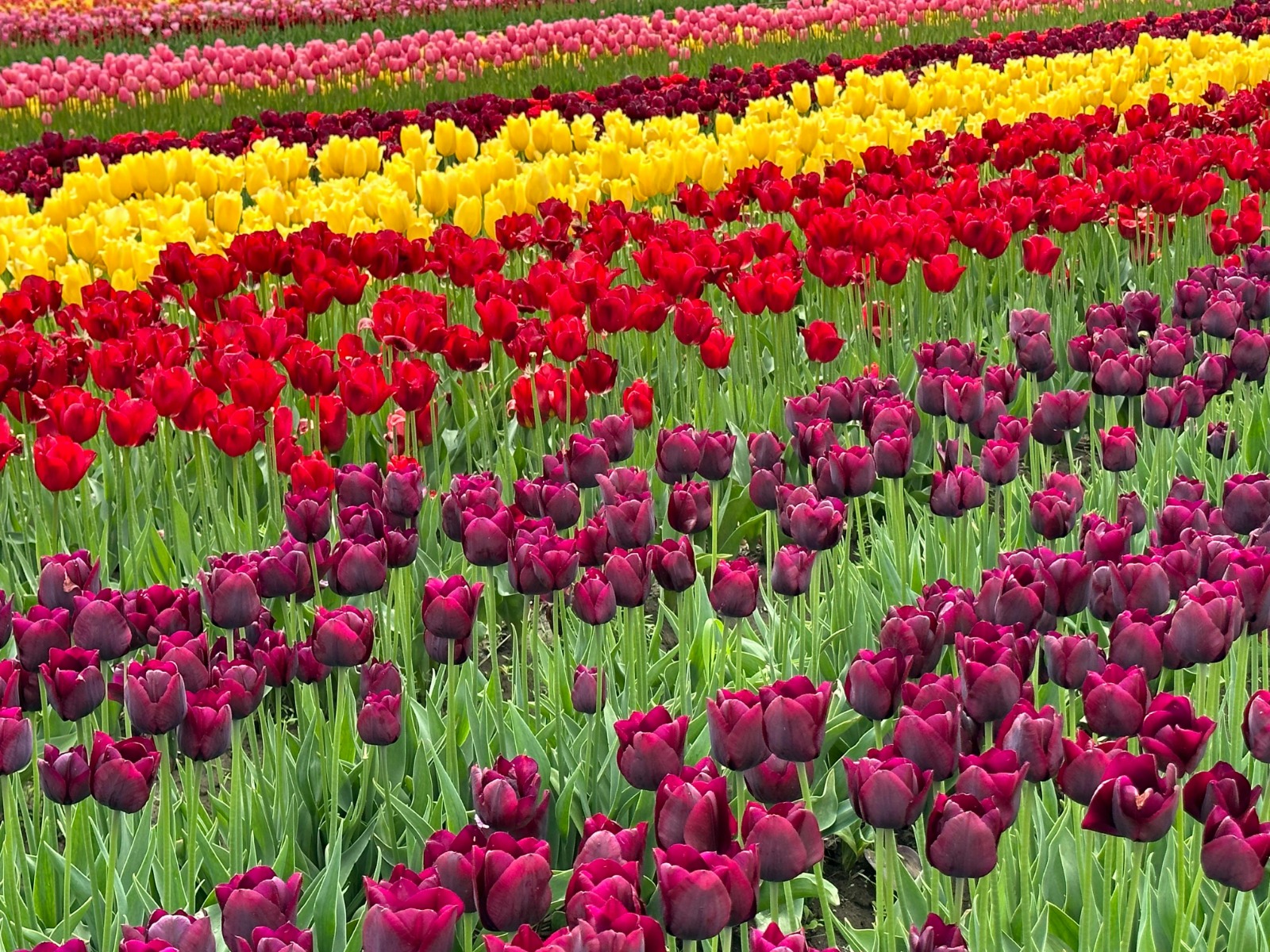 Keukenhof Weg