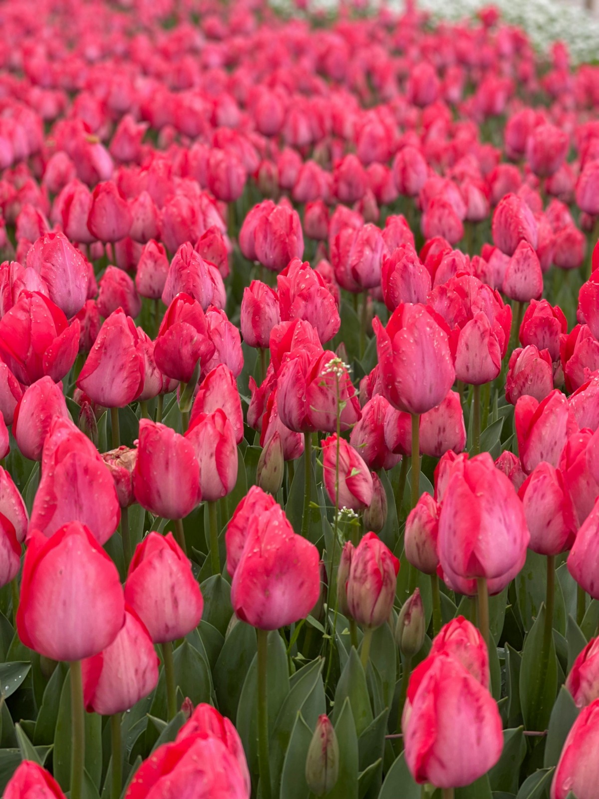 Keukenhof See