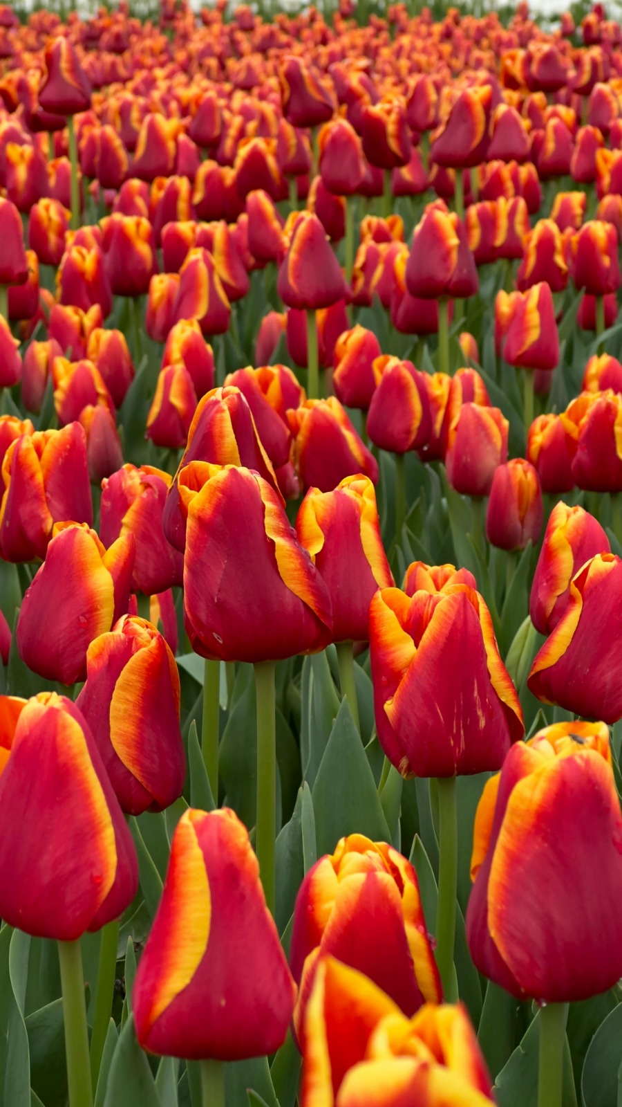 Keukenhof Panorama