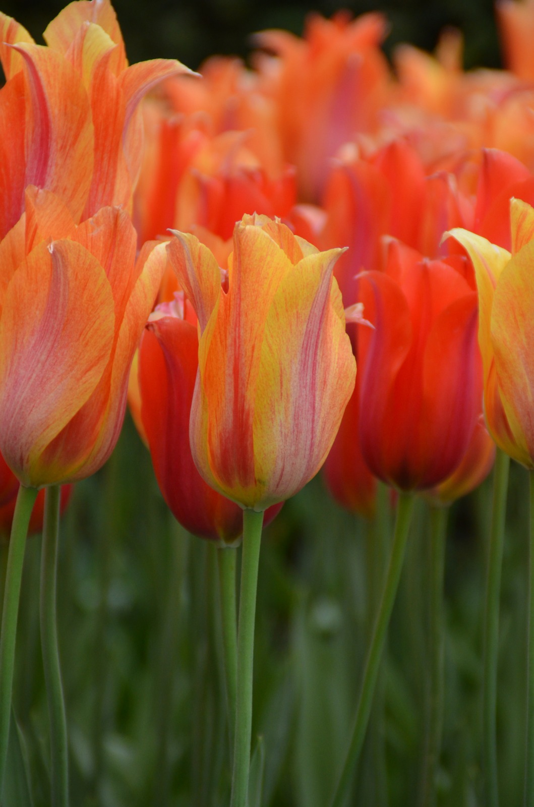 Keukenhof Park