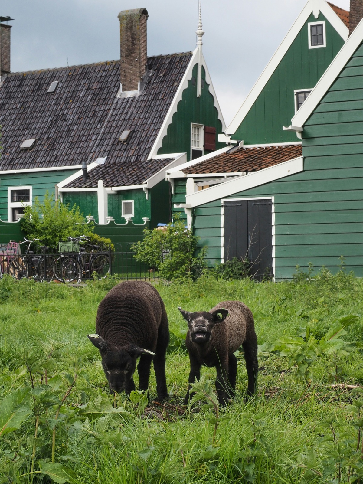Zaanse Schans Häuser